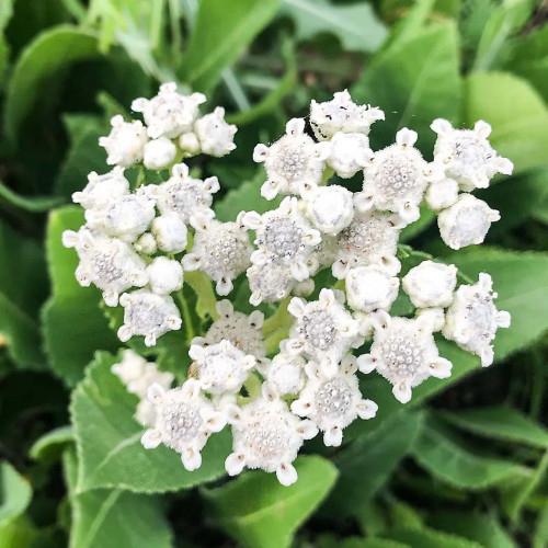 Chinín divý (Parthenium integrifolium L.) | živá rastlinka v kvetináči