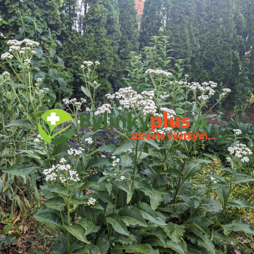 Chinín divý (Parthenium integrifolium L.) | živá rastlinka v kvetináči