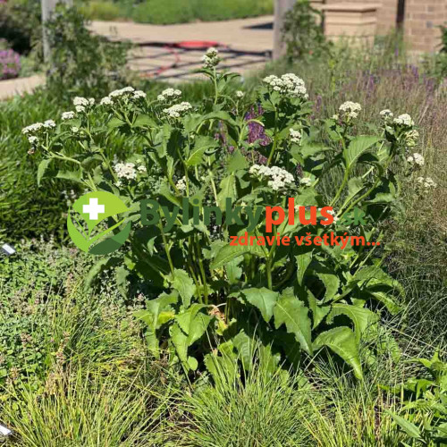 Chinín divý (Parthenium integrifolium L.) | živá rastlinka v kvetináči