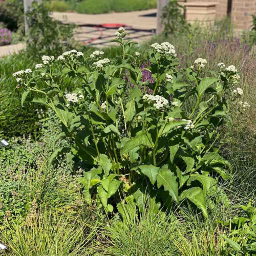 Chinín divý (Parthenium integrifolium L.) | živá rastlinka v kvetináči