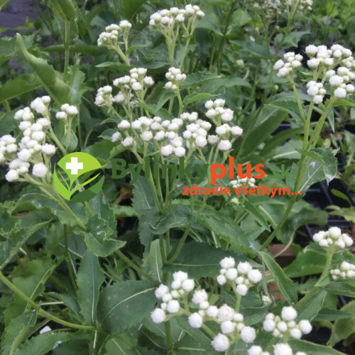 Chinín divý (Parthenium integrifolium L.) | živá rastlinka v kvetináči