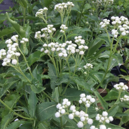 Chinín divý (Parthenium integrifolium L.) | živá rastlinka v kvetináči