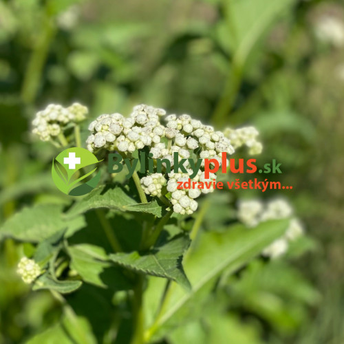 Chinín divý (Parthenium integrifolium L.) | živá rastlinka v kvetináči