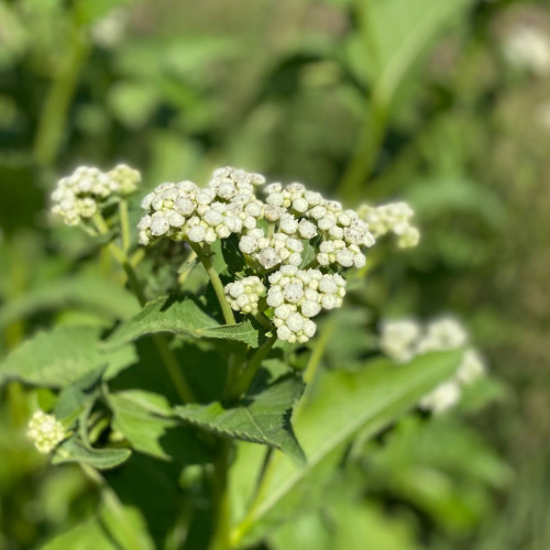 Chinín divý (Parthenium integrifolium L.) | živá rastlinka v kvetináči