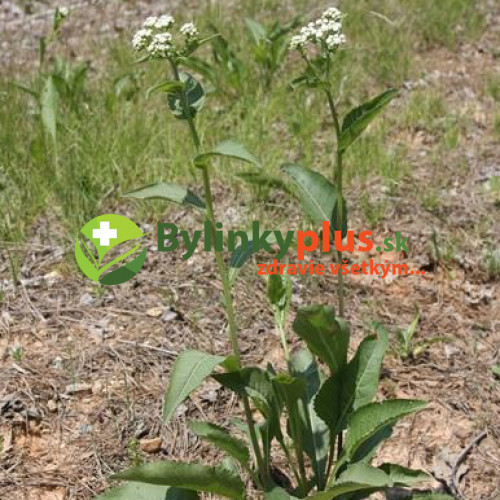 Chinín divý (Parthenium integrifolium L.) | živá rastlinka v kvetináči