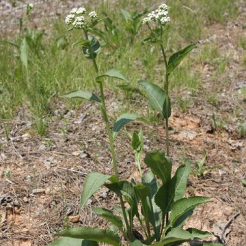 Chinín divý (Parthenium integrifolium L.) | živá rastlinka v kvetináči