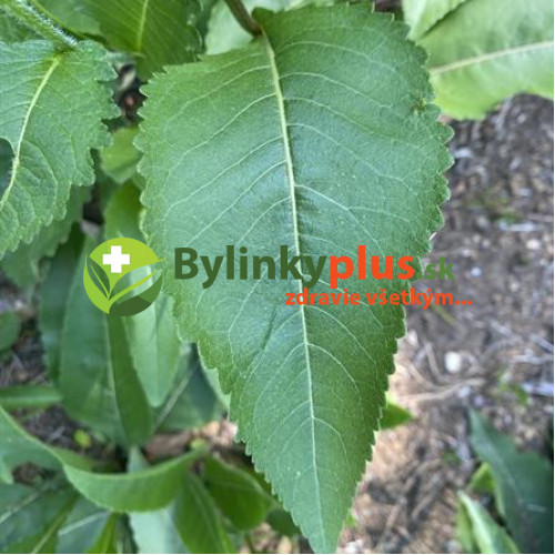 Chinín divý (Parthenium integrifolium L.) | živá rastlinka v kvetináči