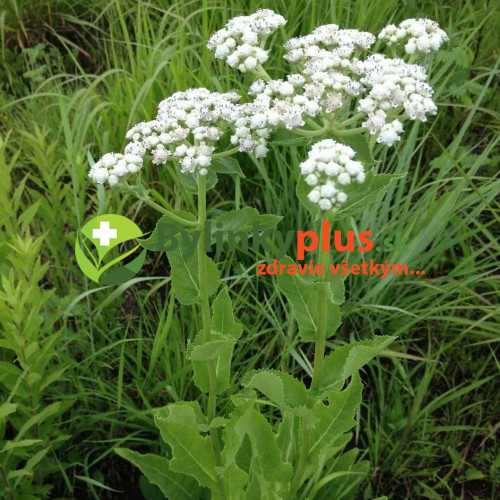 Chinín divý (Parthenium integrifolium L.) | živá rastlinka v kvetináči