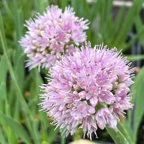 Pažítka sibírska – Allium nutans L. / živá bylinka, rastlinka v kvetináči