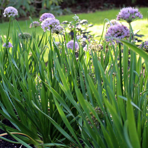 Pažítka sibírska – Allium nutans L. / živá bylinka, rastlinka v kvetináči Pažítka sibírska – Allium nutans L. / živá bylinka, rastlinka v kvetináči