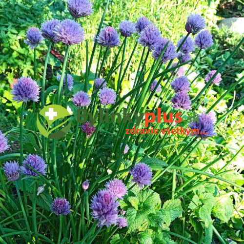 Pažítka - Cesnak pažítkový (Allium schoenoprasum L.)