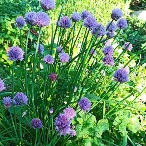 Pažítka - Cesnak pažítkový (Allium schoenoprasum L.)