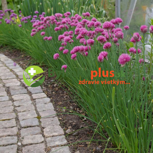 Pažítka obyčajná „Pražská“ - (Allium schoenoprasum L.)