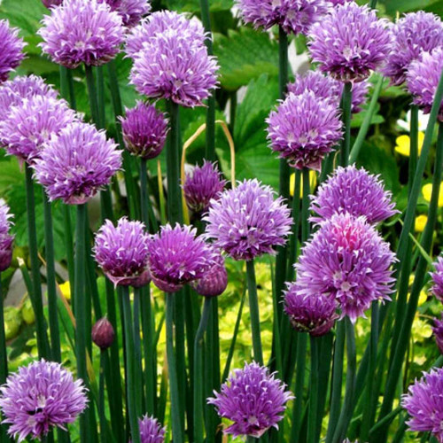 Pažítka obyčajná „Pražská“ - (Allium schoenoprasum L.) / živá bylinka, rastlinka v kvetináči