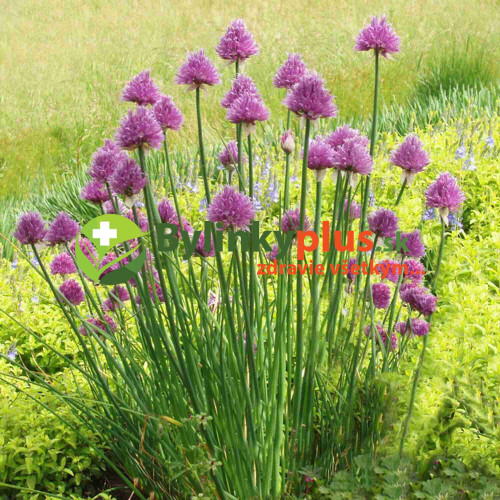 Pažítka - Cesnak pažítkový (Allium schoenoprasum L.)