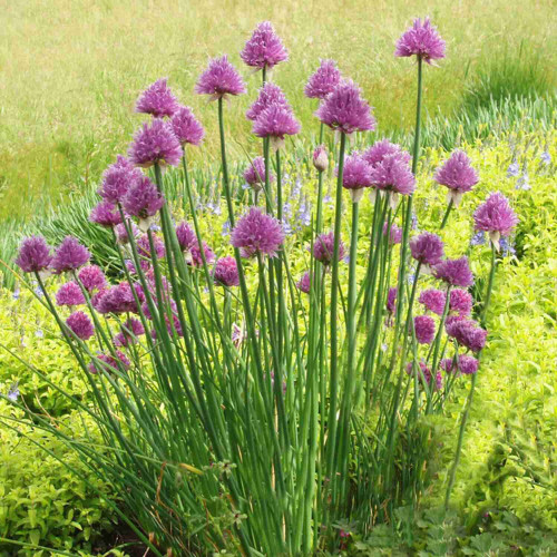 Pažítka obyčajná „Pražská“ - (Allium schoenoprasum L.) / živá bylinka, rastlinka v kvetináči