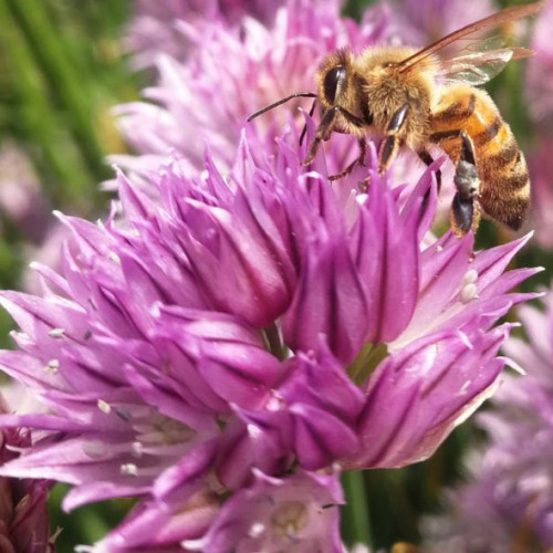Pažítka obyčajná „Pražská“ - (Allium schoenoprasum L.) / živá bylinka, rastlinka v kvetináči