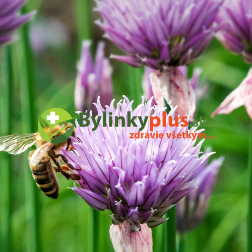 Pažítka obyčajná „Pražská“ - (Allium schoenoprasum L.)