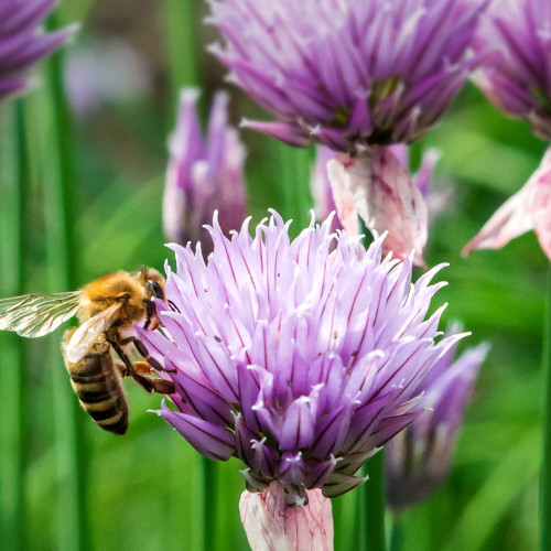 Pažítka obyčajná „Pražská“ - (Allium schoenoprasum L.) / živá bylinka, rastlinka v kvetináči