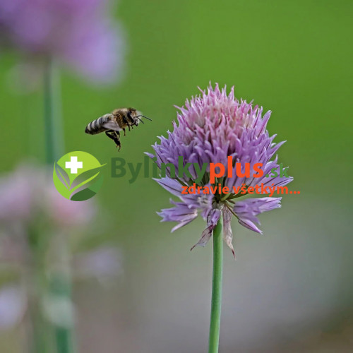 Pažítka - Cesnak pažítkový (Allium schoenoprasum L.)