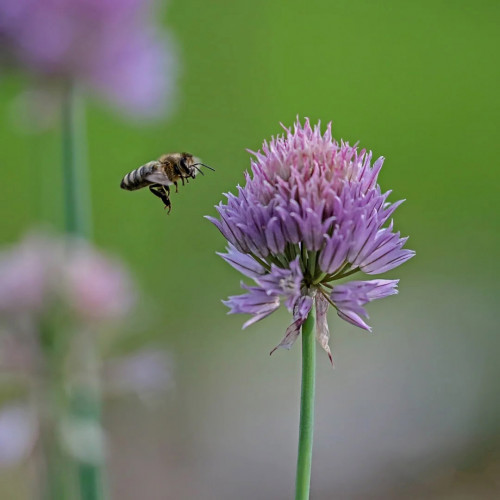 Pažítka obyčajná „Pražská“ - (Allium schoenoprasum L.) / živá bylinka, rastlinka v kvetináči