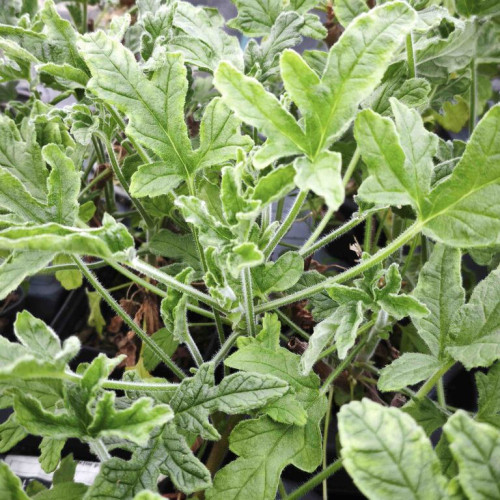 Muškát s vôňou grepefruitu - Pelargonium odoratissimum "Grapefruit"/ živá rastlinka, bylinka v kvetináči