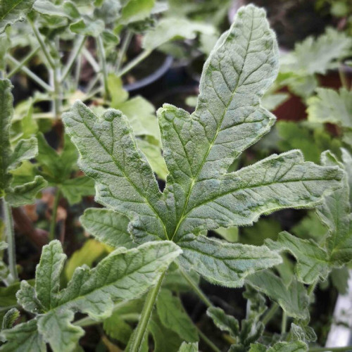 Muškát s vôňou grepefruitu - Pelargonium odoratissimum "Grapefruit"/ živá rastlinka, bylinka v kvetináči