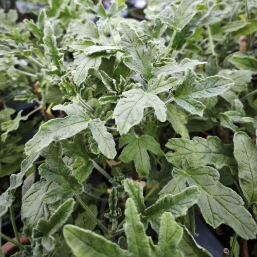 Muškát s vôňou grepefruitu - Pelargonium odoratissimum "Grapefruit"/ živá rastlinka, bylinka v kvetináči