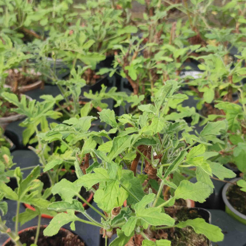Muškát s vôňou grepefruitu - Pelargonium odoratissimum "Grapefruit"/ živá rastlinka, bylinka v kvetináči