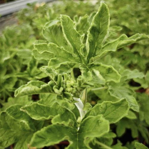 Muškát s vôňou grepefruitu - Pelargonium odoratissimum "Grapefruit"/ živá rastlinka, bylinka v kvetináči