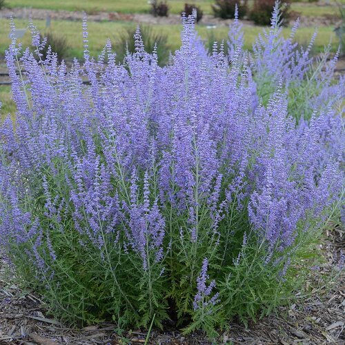 Perovskia lebedolistá, ruská šalvia, levanduľa-(Perovskia atriplicifolia L.)