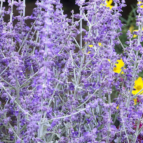 Perovskia lebedolistá, ruská šalvia, levanduľa-(Perovskia atriplicifolia L.) / živá bylinka, rastlinka v kvetináči