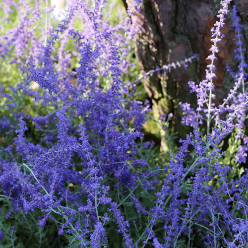 Perovskia lebedolistá, ruská šalvia, levanduľa-(Perovskia atriplicifolia L.) / živá bylinka, rastlinka v kvetináči