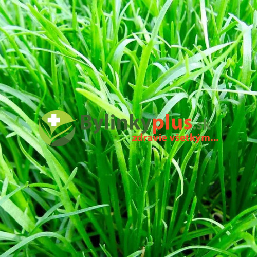 Skorocel rohový - Taliansky šalát "Minutina", Erba Stella – (Plantago coronopus L.) / rastlinka v kvetináči