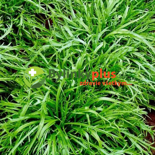 Skorocel rohový - Taliansky šalát "Minutina", Erba Stella – (Plantago coronopus L.) / rastlinka v kvetináči
