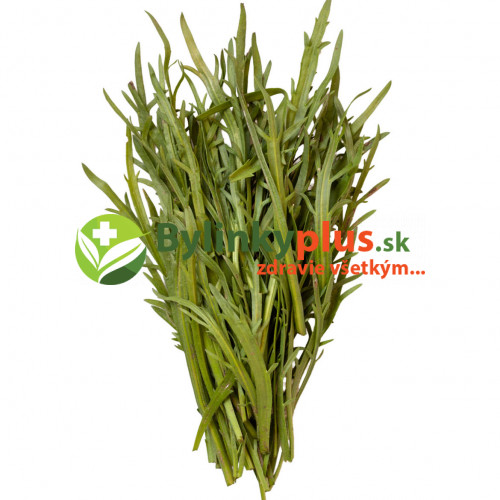 Skorocel rohový - Taliansky šalát "Minutina", Erba Stella – (Plantago coronopus L.) / rastlinka v kvetináči