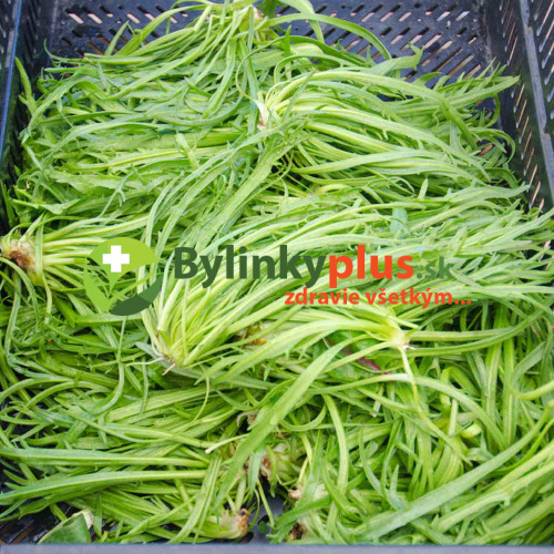 Skorocel rohový - Taliansky šalát "Minutina", Erba Stella – (Plantago coronopus L.) / rastlinka v kvetináči