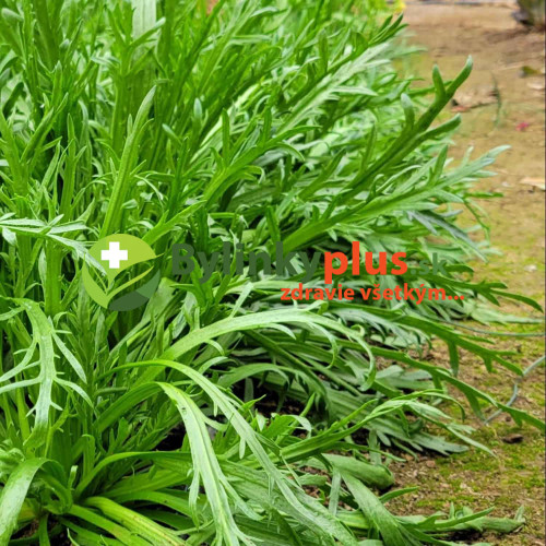 Skorocel rohový - Taliansky šalát "Minutina", Erba Stella – (Plantago coronopus L.) / rastlinka v kvetináči