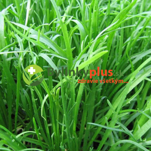 Skorocel rohový - Taliansky šalát "Minutina", Erba Stella – (Plantago coronopus L.) / rastlinka v kvetináči