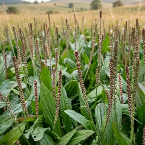 Skorocel mexický – (Plantago subnuda L.) / živá bylinka, rastlinka v kvetináči