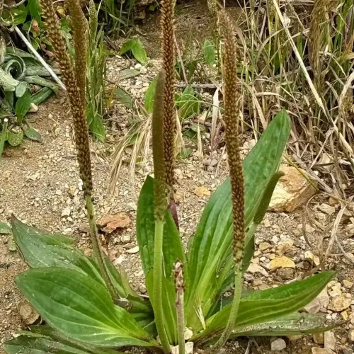 Skorocel mexický – (Plantago subnuda L.) / živá bylinka, rastlinka v kvetináči