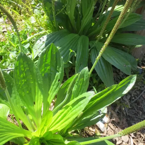 Skorocel mexický – (Plantago subnuda L.) / živá bylinka, rastlinka v kvetináči
