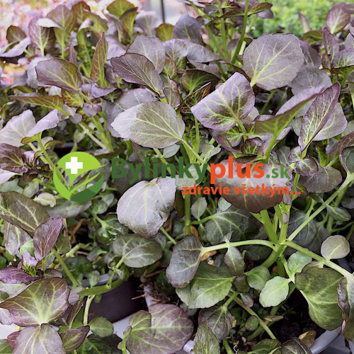 Potočnica lekárska, červená – (Nasturtium x officinale „rubrum“) / živá rastlinka v kvetináči