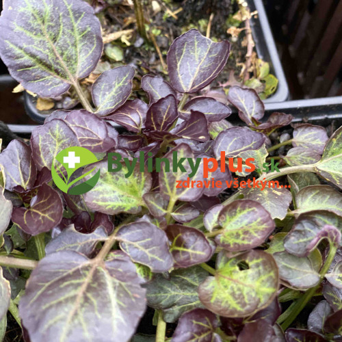 Potočnica lekárska, červená – (Nasturtium x officinale „rubrum“) / živá rastlinka v kvetináči