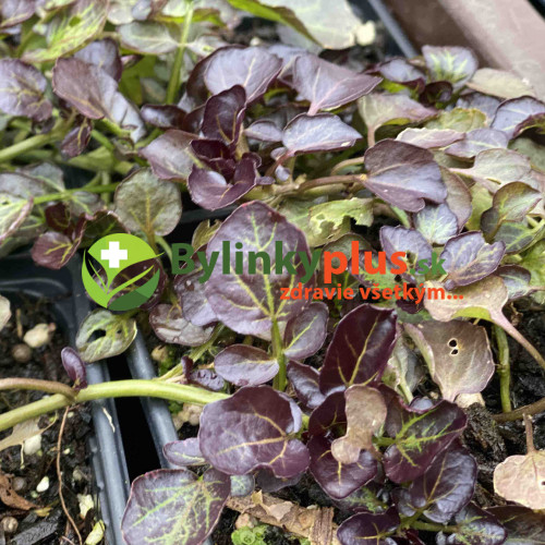 Potočnica lekárska, červená – (Nasturtium x officinale „rubrum“) / živá rastlinka v kvetináči