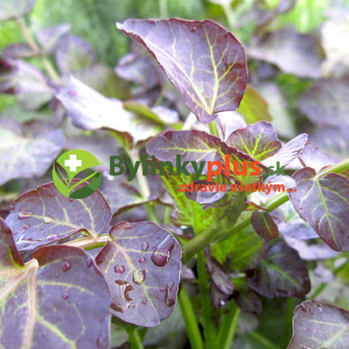 Potočnica lekárska, červená – (Nasturtium x officinale „rubrum“) / živá rastlinka v kvetináči