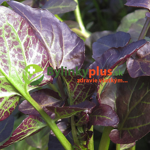 Potočnica lekárska, červená – (Nasturtium x officinale „rubrum“) / živá rastlinka v kvetináči