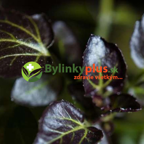 Potočnica lekárska, červená – (Nasturtium x officinale „rubrum“) / živá rastlinka v kvetináči