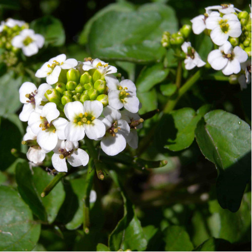 Potočnica lekárska (Nasturtium officinale L.)