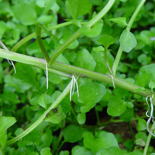 Potočnica lekárska (Nasturtium officinale L.)
